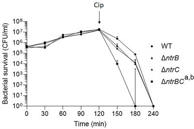 NtrBC Selectively Regulates Host-Pathogen Interactions, Virulence, and Ciprofloxacin Susceptibility of Pseudomonas aeruginosa